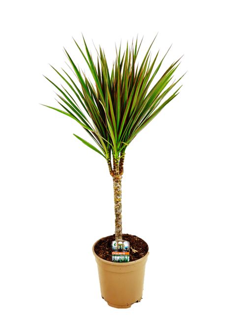 Dracaena marginata 'Bicolor'