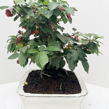 Malus domestica