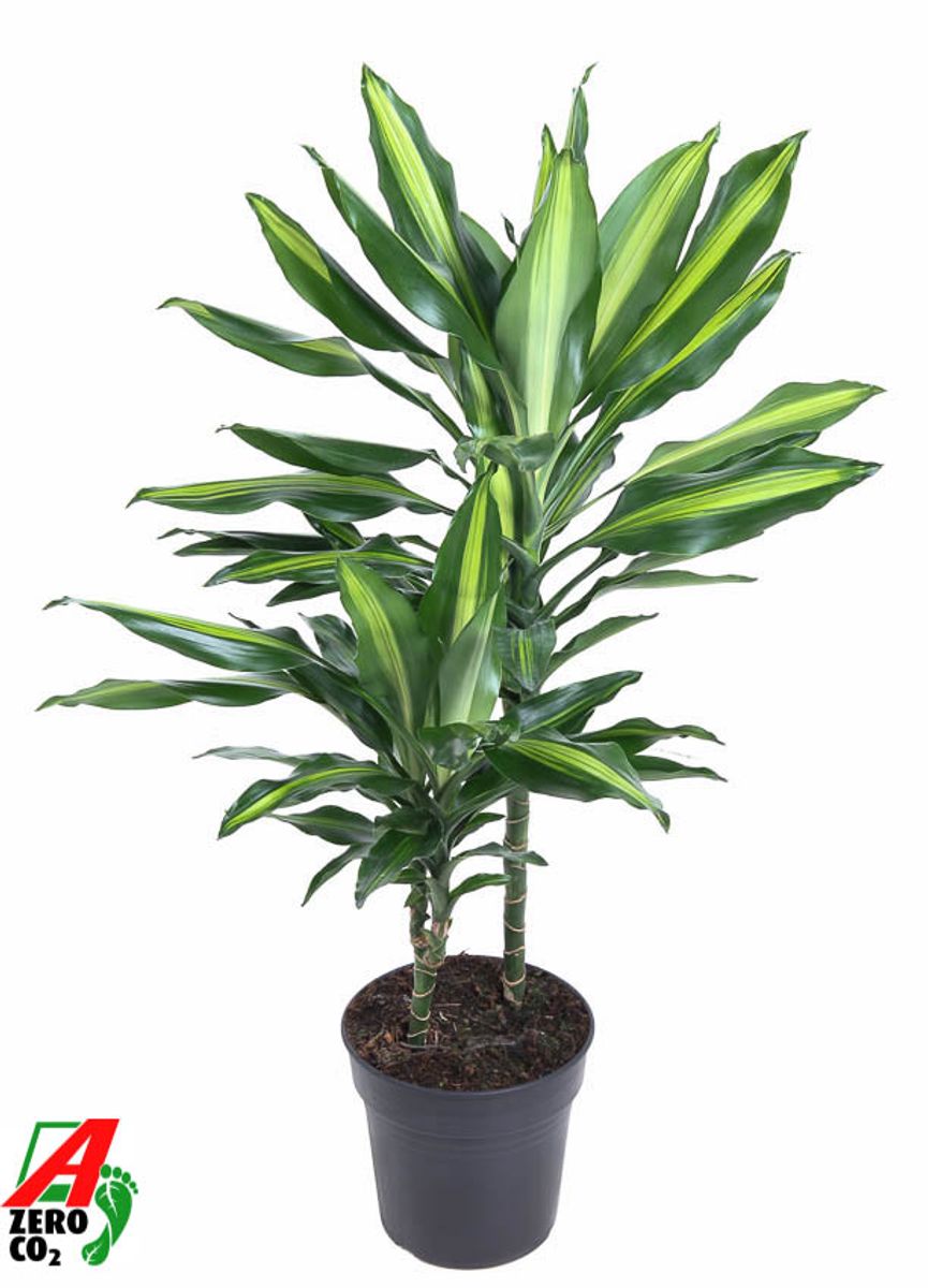 Dracaena fragrans 'Cintho' en Rotunda Urban main image 1