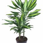 Dracaena fragrans CINTHO