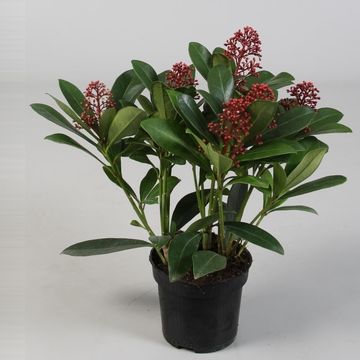 Skimmia japonica 'Rubella'