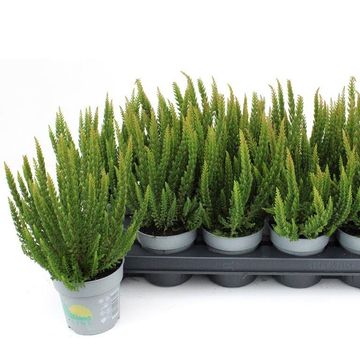 Calluna vulgaris SKYLINE STOCKHOLM