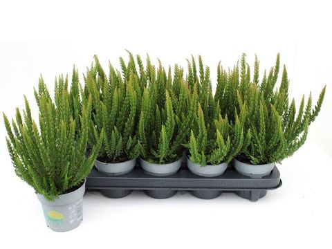 Calluna vulgaris SKYLINE STOCKHOLM