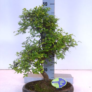 Zelkova serrata