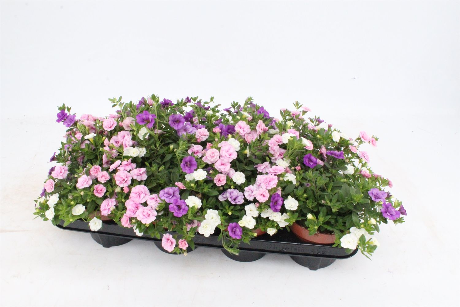 Calibrachoa MIX IN POT — Plant Wholesale FlorAccess