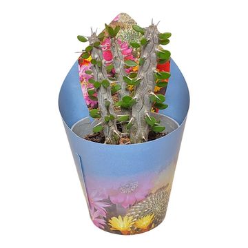 Alluaudia procera