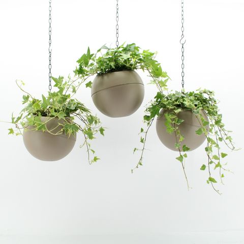 Ετοιμασίες Indoor Hedera Mix