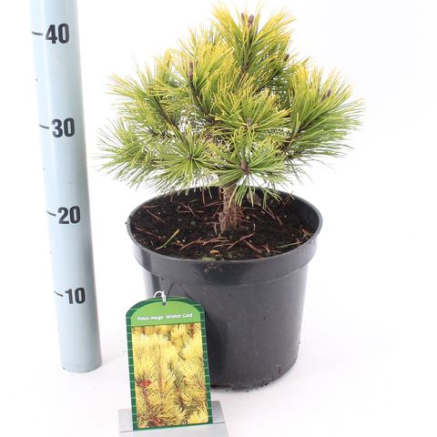 Pinus mugo 'Winter Gold'