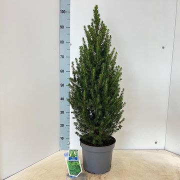 Picea glauca 'Conica'