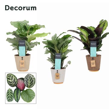 Calathea MIX