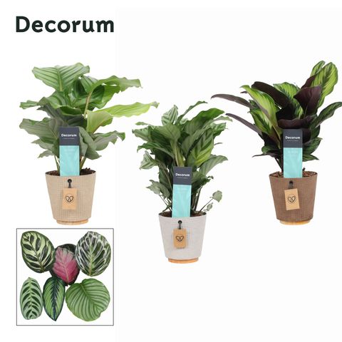 Calathea MIX
