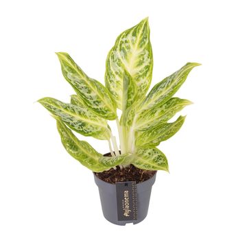 Aglaonema 'Citrus Glow'