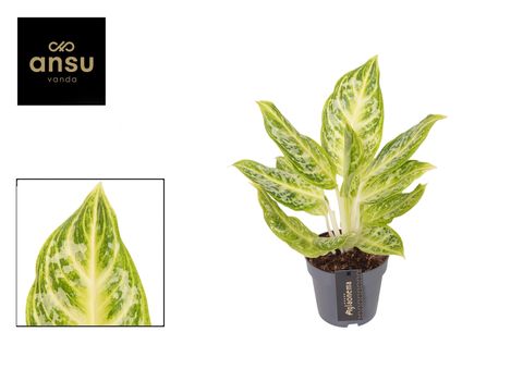 Aglaonema 'Citrus Glow'