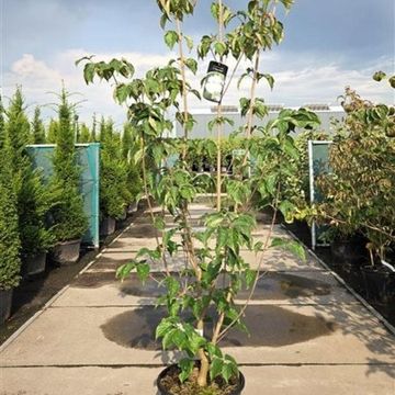 Cornus paucinervis