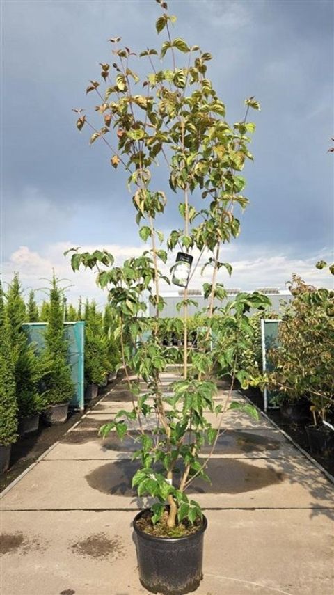 Cornus paucinervis