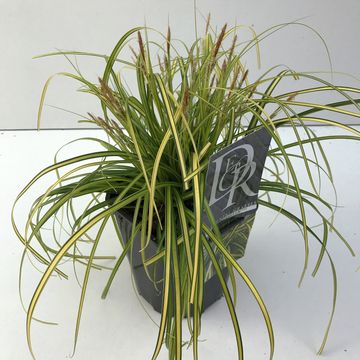Carex oshimensis 'Evergreen'