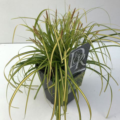 Carex oshimensis 'Evergreen'