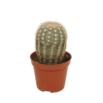 Echinocereus reichenbachii