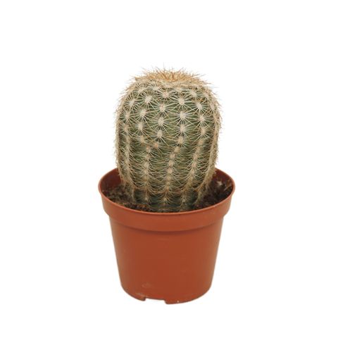 Echinocereus reichenbachii