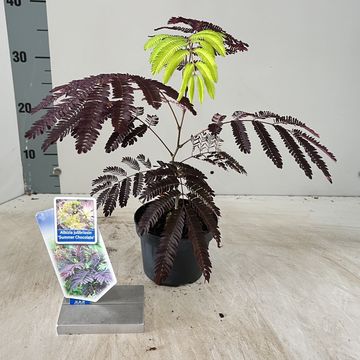 Albizia julibrissin 'Summer Chocolate'