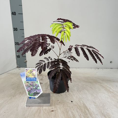 Albizia julibrissin 'Summer Chocolate'