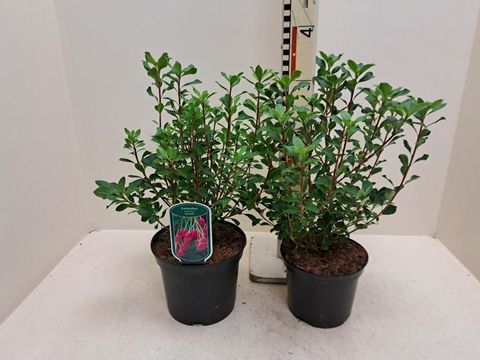 Enkianthus campanulatus 'Red Bells'