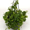 Ficus pumila