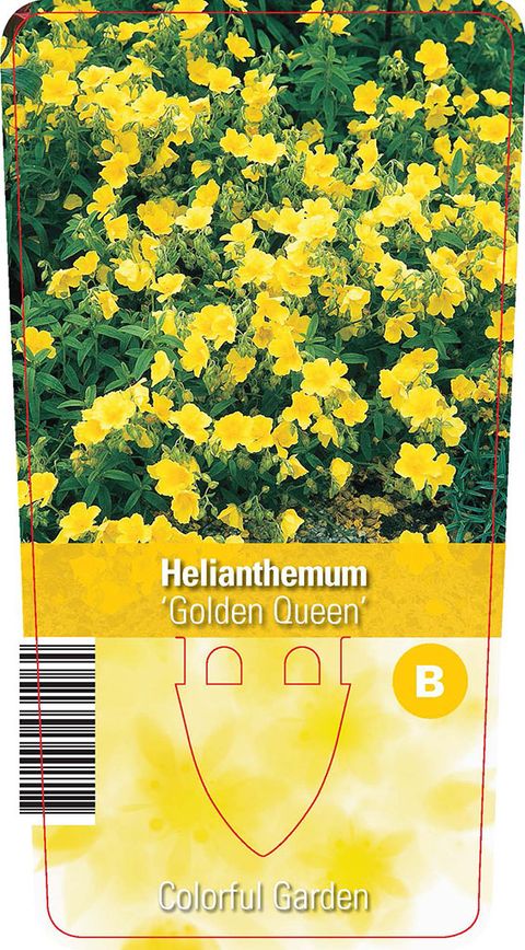 Helianthemum 'Golden Queen'