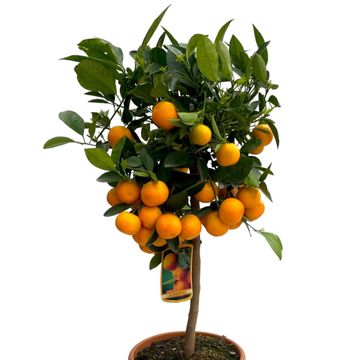 Citrus x microcarpa