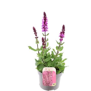 Salvia x sylvestris 'Rose Marvel'