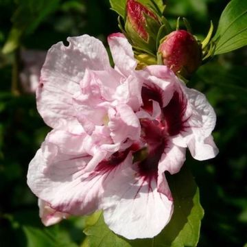 Hibiscus syriacus 'Leopoldii'