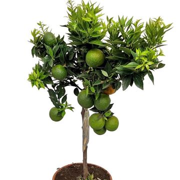 Citrus aurantium 'Chinotto'