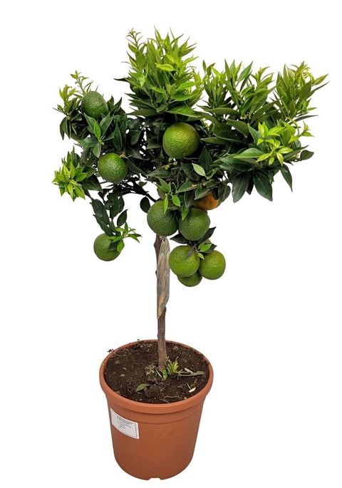 Citrus aurantium 'Chinotto'