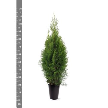 Thuja occidentalis 'Smaragd'