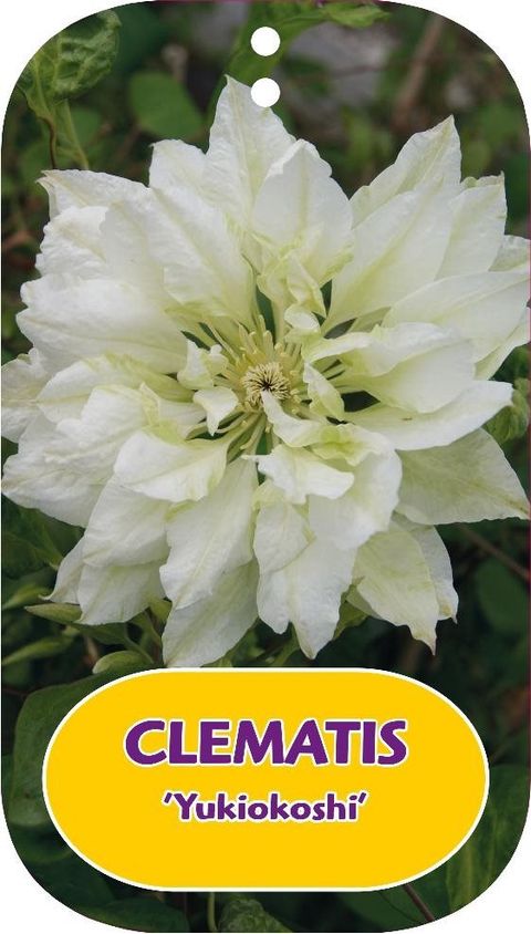 Clematis 'Yukiokoshi' (EL)