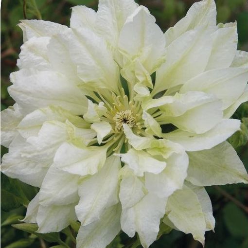 Clematis 'Yukiokoshi' (EL)