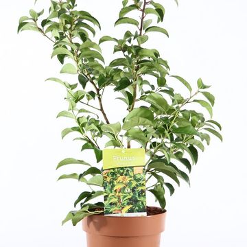 Prunus lusitanica azorica TICO