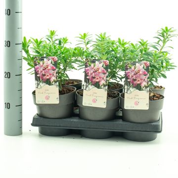 Daphne x transatlantica PINK FRAGRANCE