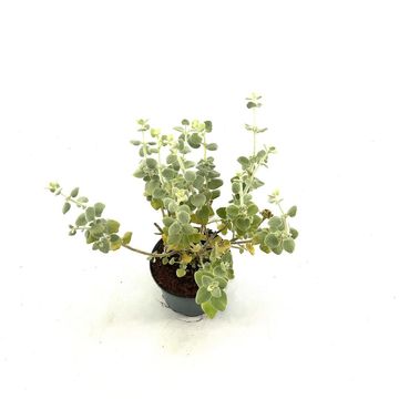 Ballota pseudodictamnus