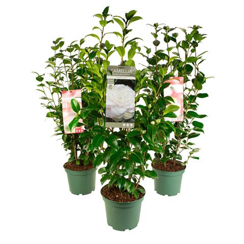 Camellia japonica MIX