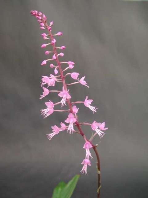 Stenoglottis longifolia