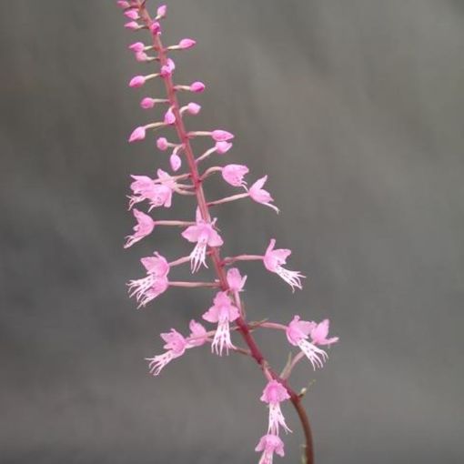 Stenoglottis longifolia