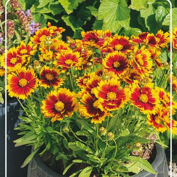 Кореопсис grandiflora 'Radiant Red'