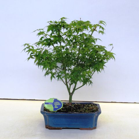 Acer palmatum 'Little Princess'