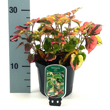Houttuynia cordata 'Flame'