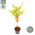 Acer shirasawanum MOONRISE