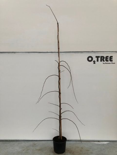 Cercis canadensis 'Vanilla Twist'