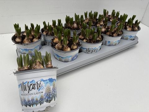 Muscari 'Mountain Lady'
