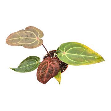 Anthurium DocBlock Anthurium Michelle® '11' X Dark & Handsome® '9'