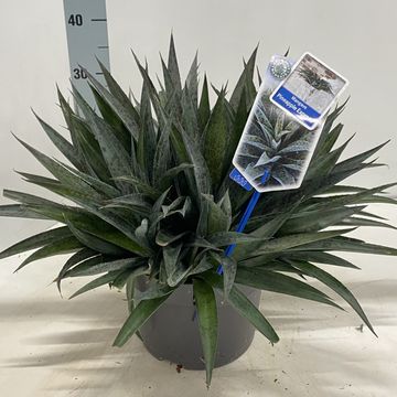 x Mangave 'Pineapple Express'